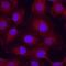 Integrin beta-5 antibody, MAB2528, R&D Systems, Immunofluorescence image 