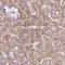 Interferon Induced Protein With Tetratricopeptide Repeats 3 antibody, NBP2-32500, Novus Biologicals, Immunohistochemistry frozen image 