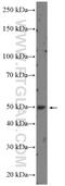 Retinoic Acid Receptor Alpha antibody, 10331-1-AP, Proteintech Group, Western Blot image 