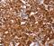 ADP-Ribosyltransferase 5 antibody, PA5-50335, Invitrogen Antibodies, Immunohistochemistry frozen image 