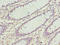 CXXC Finger Protein 4 antibody, LS-C675612, Lifespan Biosciences, Immunohistochemistry paraffin image 