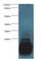 Parvalbumin antibody, LS-C370192, Lifespan Biosciences, Western Blot image 