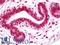 Transcription Elongation Factor A1 antibody, LS-B11061, Lifespan Biosciences, Immunohistochemistry frozen image 