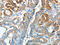 Anterior gradient protein 3 homolog antibody, CSB-PA286707, Cusabio, Immunohistochemistry frozen image 