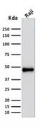 Paired Box 5 antibody, GTX02690, GeneTex, Western Blot image 