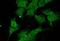 UV Radiation Resistance Associated antibody, 23012, QED Bioscience, Immunofluorescence image 