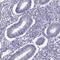 Tetratricopeptide Repeat Domain 21A antibody, HPA035510, Atlas Antibodies, Immunohistochemistry frozen image 