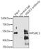 Proteasome 26S Subunit, ATPase 3 antibody, LS-C748398, Lifespan Biosciences, Immunoprecipitation image 