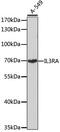 Interleukin 3 Receptor Subunit Alpha antibody, GTX64388, GeneTex, Western Blot image 