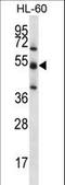 Target of EGR1 protein 1 antibody, LS-C160104, Lifespan Biosciences, Western Blot image 