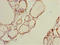 Deltex E3 Ubiquitin Ligase 2 antibody, LS-C675669, Lifespan Biosciences, Immunohistochemistry paraffin image 