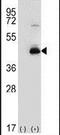 Sphingosine Kinase 1 antibody, PA5-14069, Invitrogen Antibodies, Western Blot image 