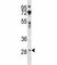 CD200 Molecule antibody, F45916-0.4ML, NSJ Bioreagents, Western Blot image 