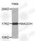 Mago Homolog, Exon Junction Complex Subunit antibody, A3953, ABclonal Technology, Western Blot image 