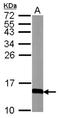 Calmodulin antibody, NBP2-15669, Novus Biologicals, Western Blot image 