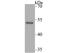 T antibody, NBP2-76880, Novus Biologicals, Western Blot image 