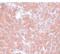 Transmembrane Protein 70 antibody, NBP1-77131, Novus Biologicals, Immunohistochemistry paraffin image 