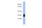 V-Set Immunoregulatory Receptor antibody, A12459, Boster Biological Technology, Western Blot image 