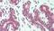 Integrin Subunit Alpha 6 antibody, PA5-32883, Invitrogen Antibodies, Immunohistochemistry paraffin image 