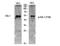 ETS Proto-Oncogene 1, Transcription Factor antibody, A00931T38-1, Boster Biological Technology, Western Blot image 