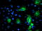 PFKP antibody, TA503979, Origene, Immunofluorescence image 