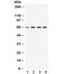 YY1 Transcription Factor antibody, R32034, NSJ Bioreagents, Western Blot image 