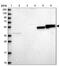 Lipin 1 antibody, NBP1-83030, Novus Biologicals, Western Blot image 