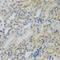 Corticotropin Releasing Hormone Receptor 2 antibody, 23-087, ProSci, Immunohistochemistry frozen image 