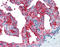 Folate Hydrolase 1 antibody, 49-001, ProSci, Immunohistochemistry frozen image 