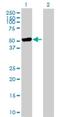 SS-A antibody, H00006737-D01P, Novus Biologicals, Western Blot image 