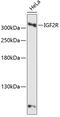 Insulin Like Growth Factor 2 Receptor antibody, 14-750, ProSci, Western Blot image 