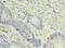 Non-SMC Condensin I Complex Subunit H antibody, LS-C377520, Lifespan Biosciences, Immunohistochemistry frozen image 