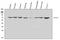 Heat Shock Protein Family A (Hsp70) Member 8 antibody, PB9641, Boster Biological Technology, Western Blot image 