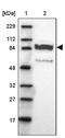 PPFIA Binding Protein 2 antibody, PA5-51666, Invitrogen Antibodies, Western Blot image 