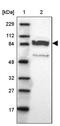 PPFIA Binding Protein 2 antibody, PA5-51666, Invitrogen Antibodies, Western Blot image 