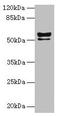 Keratin 72 antibody, LS-C395601, Lifespan Biosciences, Western Blot image 