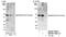 MARVEL domain-containing protein 2 antibody, NB100-74632, Novus Biologicals, Western Blot image 