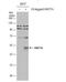 Wnt Family Member 7A antibody, NBP2-20913, Novus Biologicals, Western Blot image 