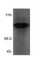 Phosphofurin Acidic Cluster Sorting Protein 1 antibody, NBP2-24496, Novus Biologicals, Western Blot image 