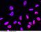 SET Nuclear Proto-Oncogene antibody, 101069-T10, Sino Biological, Immunohistochemistry frozen image 