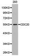 Cell Division Cycle 20 antibody, TA327015, Origene, Western Blot image 