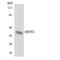 Olfactory Receptor Family 5 Subfamily I Member 1 antibody, LS-C200401, Lifespan Biosciences, Western Blot image 