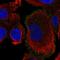 Roundabout Guidance Receptor 4 antibody, HPA065212, Atlas Antibodies, Immunocytochemistry image 