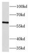 Tectonic Family Member 1 antibody, FNab08567, FineTest, Western Blot image 