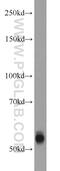 Transmembrane Serine Protease 6 antibody, 12950-1-AP, Proteintech Group, Western Blot image 