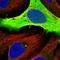 GAPDH antibody, HPA061280, Atlas Antibodies, Immunofluorescence image 