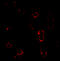 C-X-C Motif Chemokine Receptor 4 antibody, 1012, QED Bioscience, Immunofluorescence image 