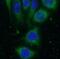 WW Domain Containing E3 Ubiquitin Protein Ligase 1 antibody, FNab09534, FineTest, Immunofluorescence image 