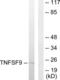 TNF Superfamily Member 9 antibody, LS-C118890, Lifespan Biosciences, Western Blot image 