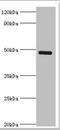 Ik1 antibody, orb353720, Biorbyt, Western Blot image 